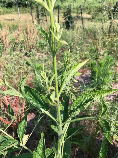 image of Verbena urticifolia, White Vervain, Nettleleaf Verbena, Velvetleaf Vervain