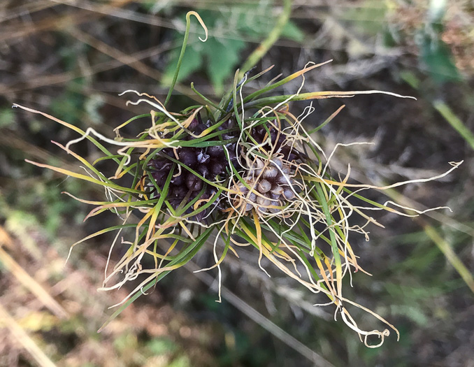 image of Allium vineale, Field Garlic, Wild Onion, Onion-grass, Crow Garlic