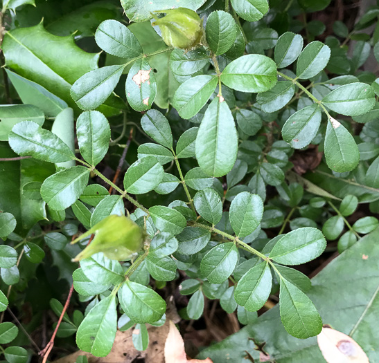 image of Rosa bracteata, McCartney Rose, Chickasaw Rose