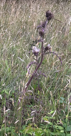 image of Cirsium horridulum var. horridulum, Common Yellow Thistle, Purple Thistle, Bristle Thistle, Horrid Thistle