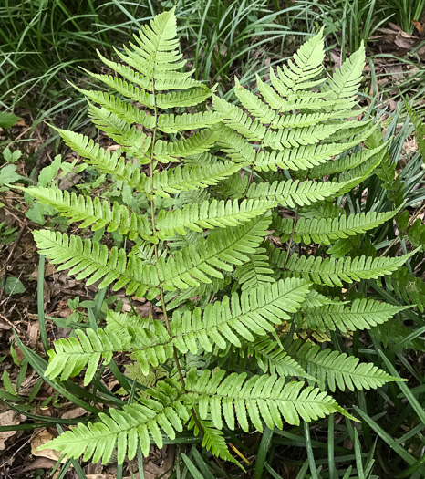 image of Dryopteris erythrosora, Autumn Fern, Japanese Red Shield-fern, Japanese Shield-fern