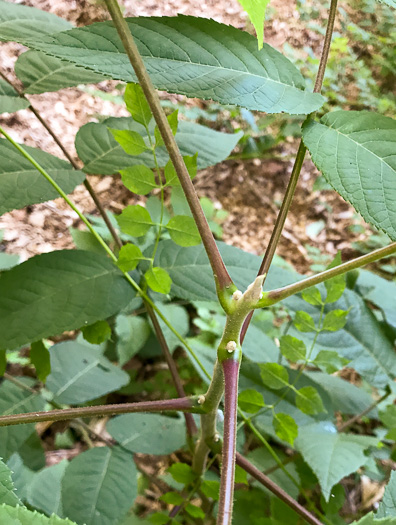 image of Juglans cinerea, Butternut, White Walnut