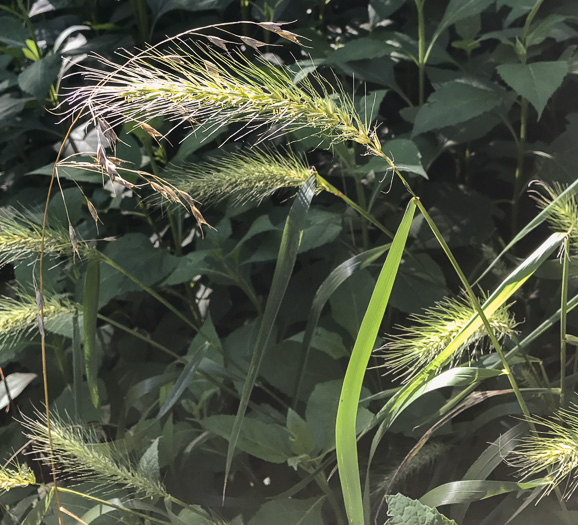 image of Elymus virginicus, Virginia Wild-rye, Common Eastern Wild-rye, Terrell Grass