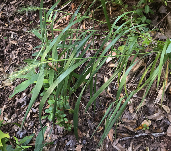 image of Elymus virginicus, Virginia Wild-rye, Common Eastern Wild-rye, Terrell Grass