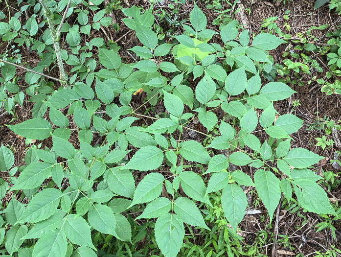 image of Aralia spinosa, Devil's Walkingstick, Hercules-club, Prickly Aralia, Prickly-ash