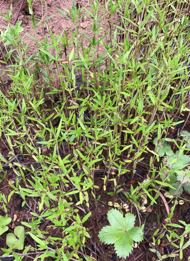 image of Hexasepalum teres, Poor-joe, Rough Buttonweed