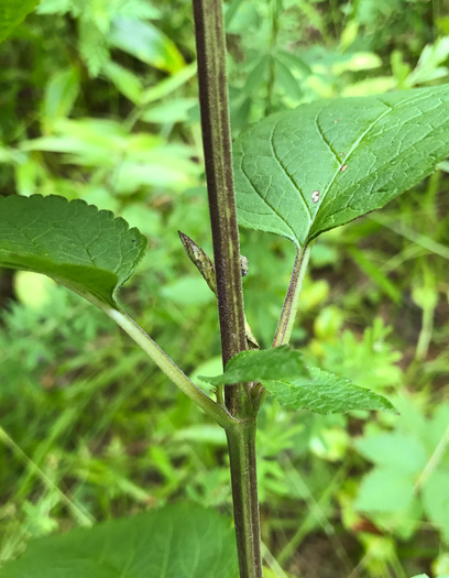 image of Scutellaria incana var. punctata, Hoary Skullcap, Downy Skullcap