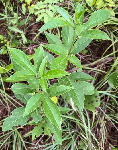 image of Passiflora incarnata, Purple Passionflower, Maypop