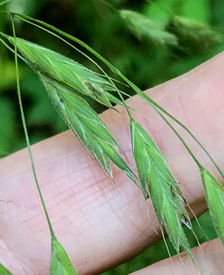 image of Bromus pubescens, Hairy Woodland Brome, Common Eastern Brome, Canada Brome