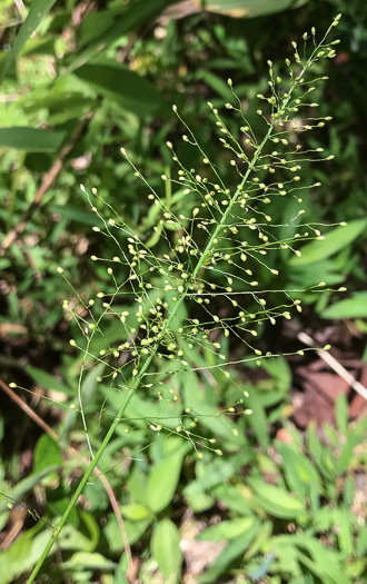 panicle