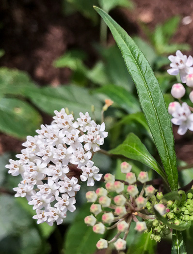 image of Asclepias perennis, Swamp Milkweed, Swampforest Milkweed, Swamp White Milkweed, Aquatic Milkweed