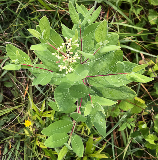 image of Apocynum cannabinum, Indian-hemp, Hemp Dogbane, Marion's Weed