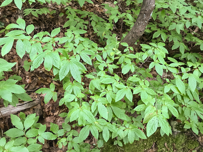 image of Gaylussacia ursina, Bear Huckleberry, Buckberry, Mountain Huckleberry, Bearberry