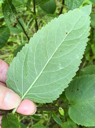 image of Scutellaria incana var. punctata, Hoary Skullcap, Downy Skullcap