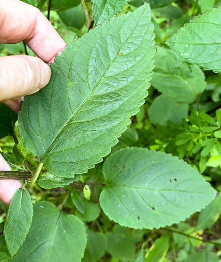 image of Scutellaria incana var. punctata, Hoary Skullcap, Downy Skullcap