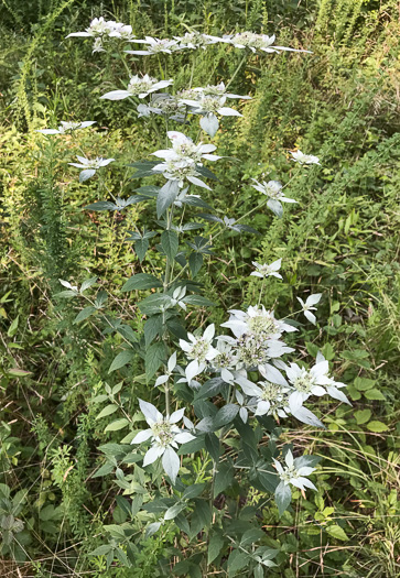 image of Pycnanthemum pycnanthemoides var. pycnanthemoides, Woodland Mountain-mint, Southern Mountain-mint