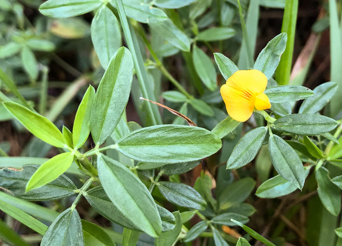 image of Stylosanthes biflora, Pencil-flower, Sidebeak Pencil-flower