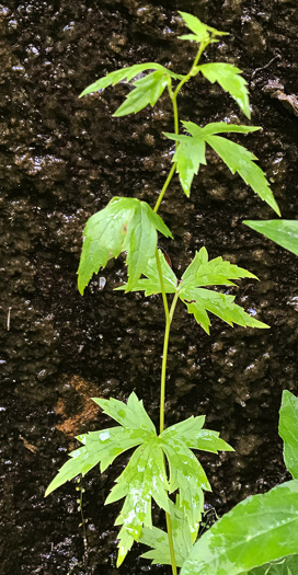 Aconitum uncinatum, Appalachian Blue Monkshood, Eastern Blue Monkshood