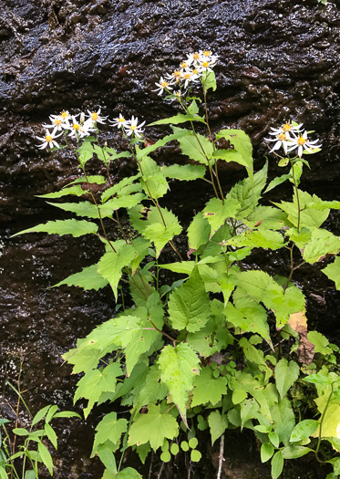 Eurybia divaricata, White Wood-aster, Woodland Aster, Common White Heart-leaved Aster