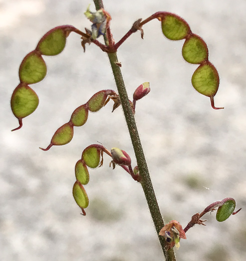 Desmodium obtusum, Stiff Tick-trefoil