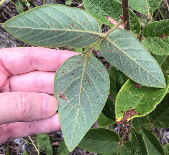 image of Desmodium obtusum, Stiff Tick-trefoil