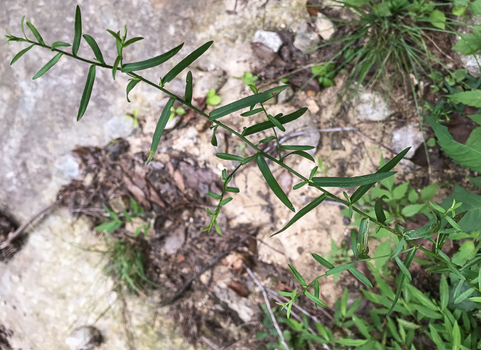 image of Symphyotrichum dumosum var. dumosum, Bushy Aster, Long-stalked Aster, Rice Button Aster