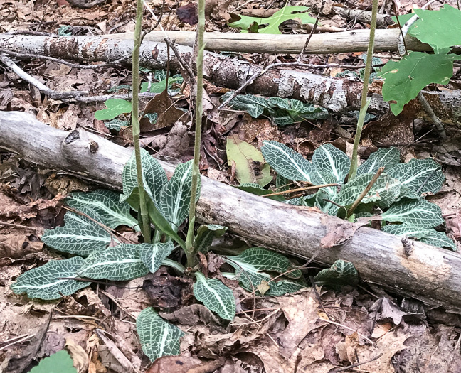 image of Goodyera pubescens, Downy Rattlesnake-orchid, Downy Rattlesnake-plantain