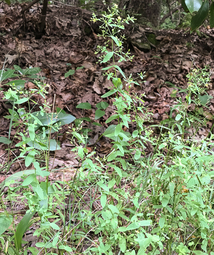 image of Hypericum mutilum var. mutilum, Common Dwarf St. Johnswort