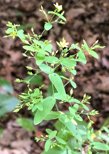 image of Hypericum mutilum var. mutilum, Common Dwarf St. Johnswort