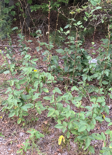 image of Desmodium obtusum, Stiff Tick-trefoil