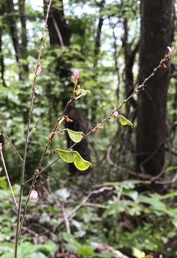 image of Hylodesmum glutinosum, Heartleaf Tick-trefoil, Clusterleaf Tick-trefoil, Pointedleaf Tick-Trefoil