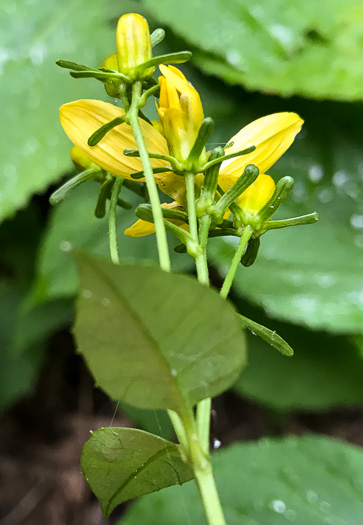 involucral bracts