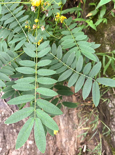 image of Senna marilandica, Maryland Wild Senna, Maryland Senna