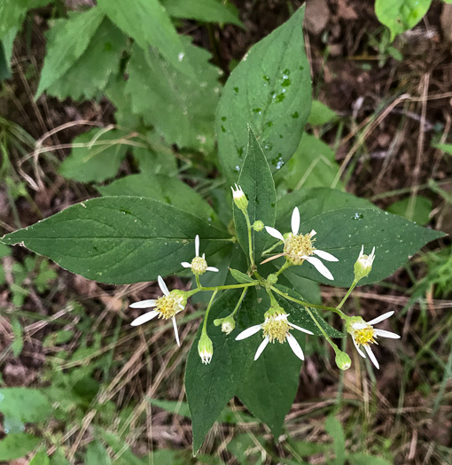 image of Doellingeria infirma, Appalachian Flat-topped White Aster, Cornel-leaf Aster, Cornel-leaf Whitetop Aster, Appalachian Whitetop Aster