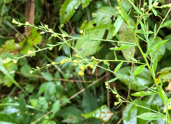 image of Linum striatum, Ridgestem Yellow Flax, Ridged Yellow Flax