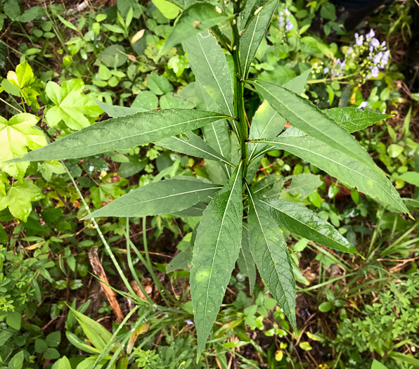 image of Verbesina walteri, Walter's Wingstem, Carolina Crownbeard, Walter's Crownbeard