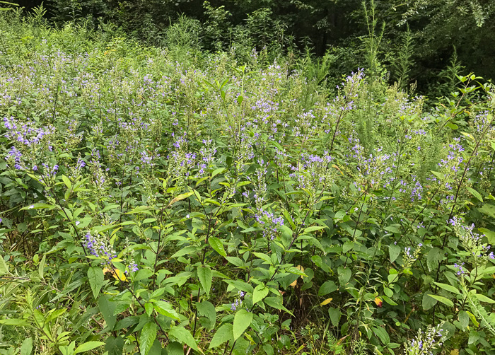 image of Scutellaria incana var. punctata, Hoary Skullcap, Downy Skullcap