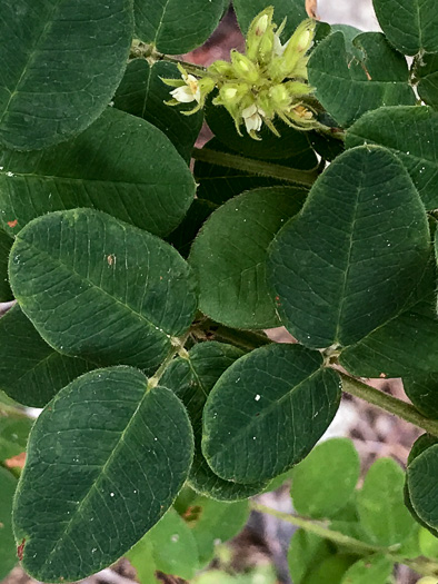 image of Lespedeza hirta +, Hairy Bush-clover, Hairy Lespedeza, Silvery Lespedeza