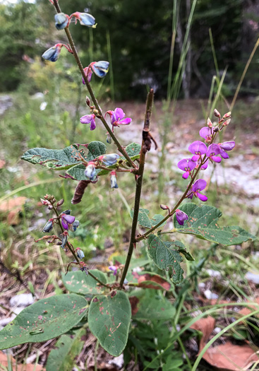 image of Desmodium obtusum, Stiff Tick-trefoil