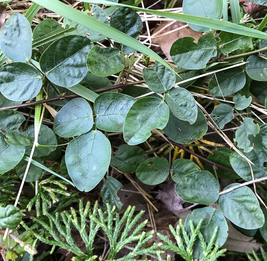 image of Desmodium lineatum, Matted Tick-trefoil, Sand Tick-trefoil