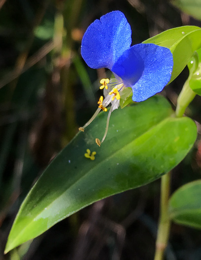 image of Commelina communis, Asiatic Dayflower, Common Dayflower