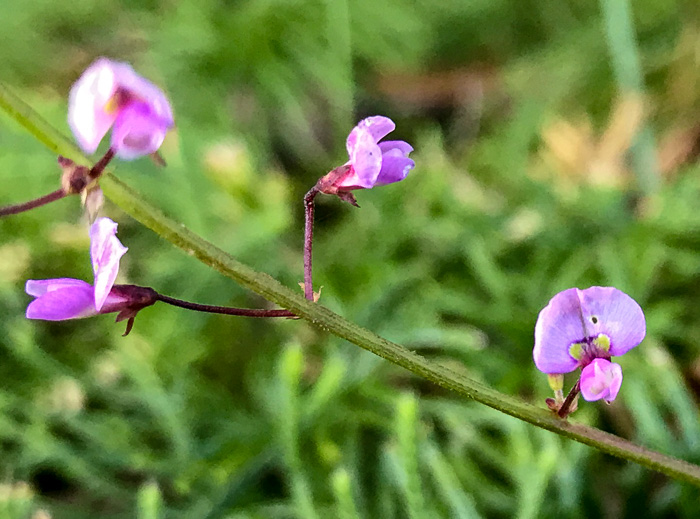 image of Desmodium lineatum, Matted Tick-trefoil, Sand Tick-trefoil