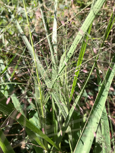 image of Eragrostis spectabilis, Purple Lovegrass, Tumblegrass