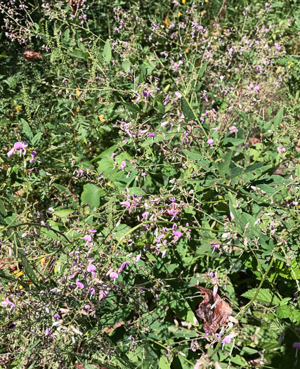 image of Desmodium glabellum, Tall Tick-trefoil, Dillen's Tick-trefoil