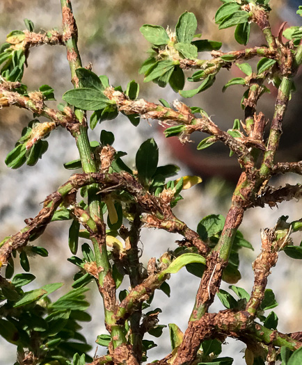 image of Polygonum aviculare ssp. aviculare, Prostrate Knotweed