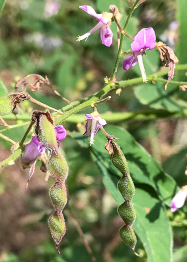 Desmodium glabellum, Tall Tick-trefoil, Dillen's Tick-trefoil