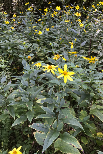 image of Helianthus strumosus, Roughleaf Sunflower, Paleleaf Woodland Sunflower, Paleleaf Sunflower