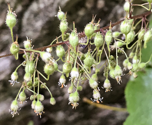 image of Heuchera villosa, Mapleleaf Alumroot, Hairy Alumroot, Rock Alumroot, Crag-jangle