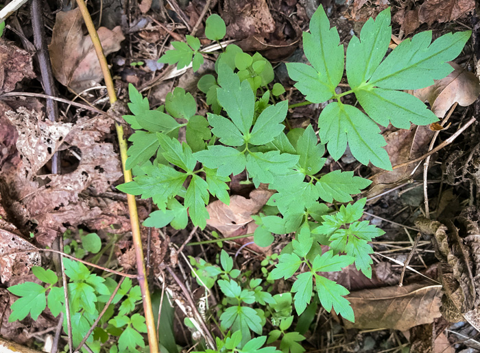 image of Phacelia bipinnatifida, Fernleaf Phacelia, Purple Phacelia, Forest Phacelia