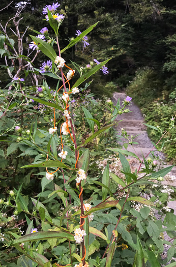 image of Cuscuta rostrata, Appalachian Dodder, Beaked Dodder